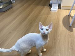 -猫大福·Fortune Cat猫舍(百子湾店)