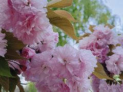 -莲花池公园