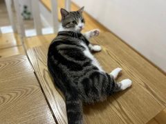 -李小姐の猫咖啡馆(五角场店)
