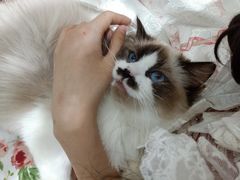 -藏猫猫咖啡主题馆(中央大道店)