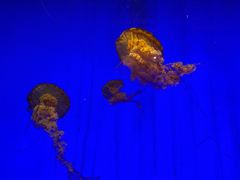 -上海海洋水族馆