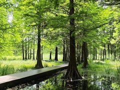 -溱湖国家湿地公园