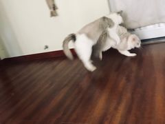 -Meowの猫咖(万家丽店)