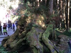 -阿里山神木遗迹