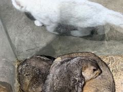 -浣熊柯尔鸭土拨鼠·电玩咖