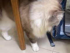 -瑞派康怡24h宠物医院·犬猫医疗中心·微创绝育(瑞景分院)