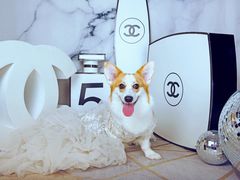 -超宠爱宠物摄影-Super pet