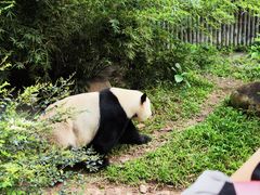-广州动物园