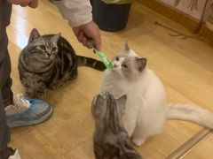 -猫咪派对(江南西店)