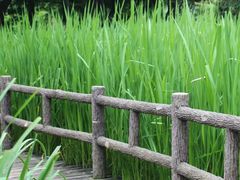 -成都市活水公园