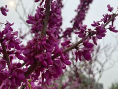 -海棠花溪(元大都城垣遗址公园)