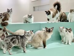 -怪兽屋·羊驼·猫咖·狗咖(俊华广场店)
