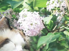 -瑞鹏宠物医院·微创内窥镜·骨外科·牙科(翠竹分院)