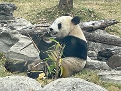 -武汉动物园
