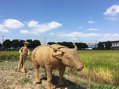 -鹅湖玫瑰文化园