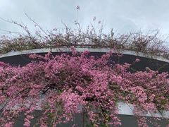 -深圳仙湖植物园