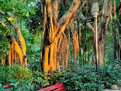 -深圳国际园林花卉博览园