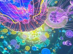 -海合安武汉极地海洋公园