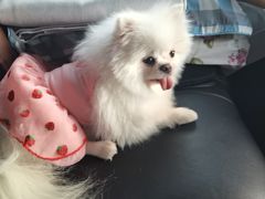 -全心全意连锁动物医院·微创中心·内科急重症·心脏专科(丰管路店)