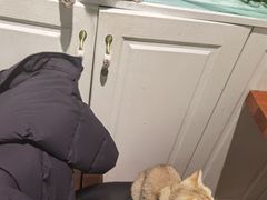-猫小院猫主题餐厅(三里屯店)