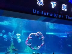 -泉城欧乐堡海洋极地世界