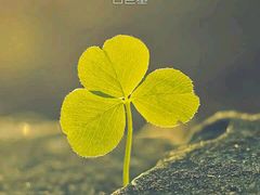 -熙顺紫菜包饭(三孔旅游区曲阜明故城店)