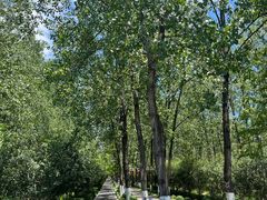 -合肥滨湖国家森林公园