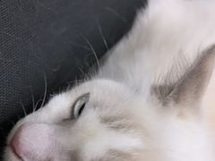 -佳雯宠物医院·皮肤科·内外科(春晓路分院)