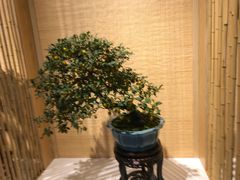 -扬州芍药园(仪征市)