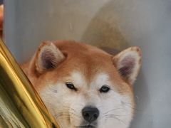 -柴务处·柴犬主题狗咖