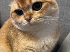 -猫大福·Fortune Cat猫舍(百子湾店)
