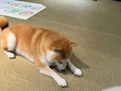 -逗柴咖啡屋·狗咖猫咖宠物桌游