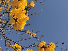 -天适樱花悠乐园