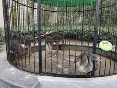 -上海崇明金茂凯悦酒店