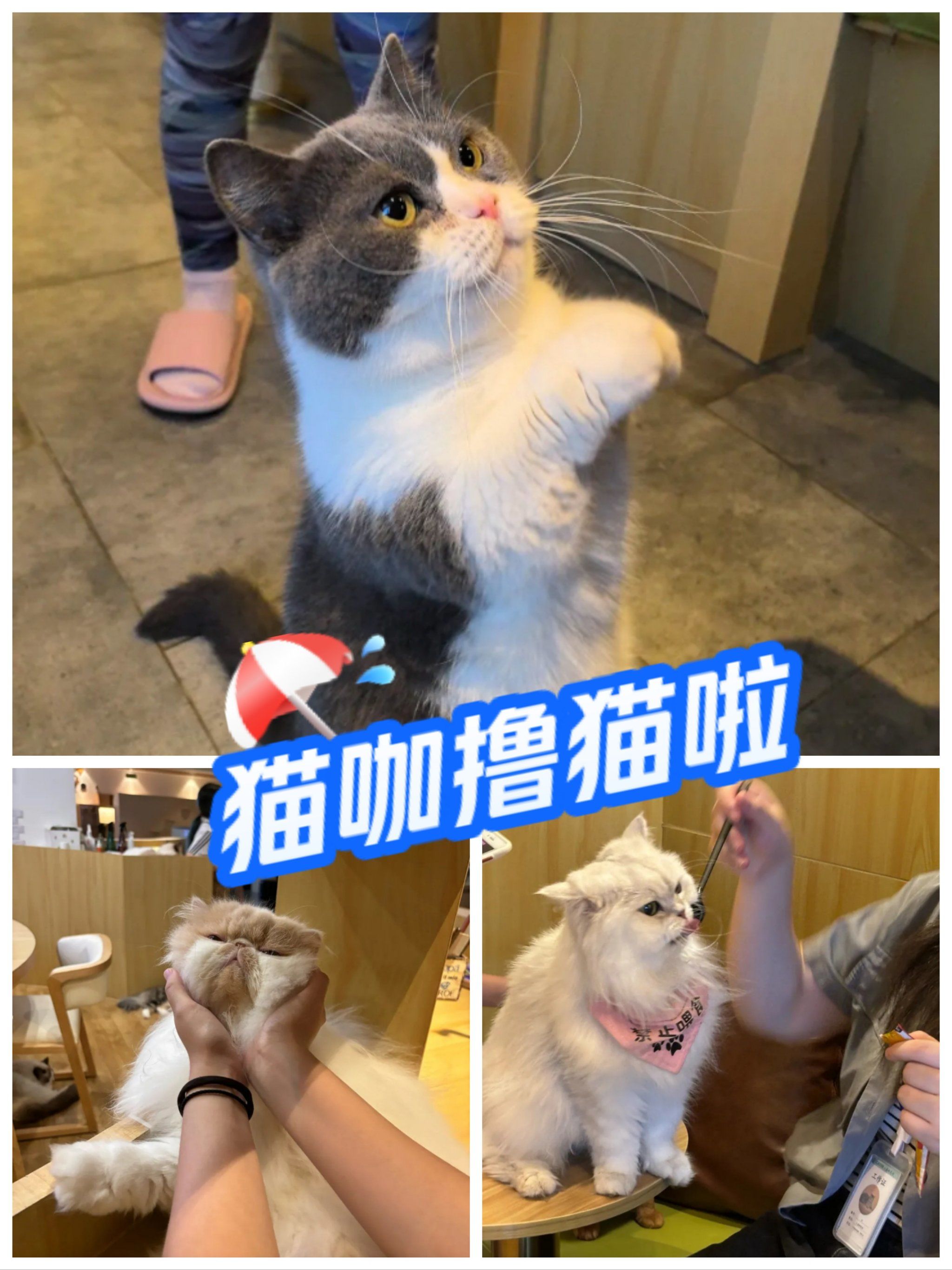 这家猫咖,让我工作日秒变vip,幸福感爆棚