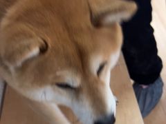 -是阿柴呀！柴犬咖啡·爱喵喵猫咖