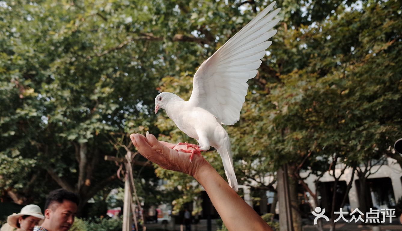不可错过的西湖边动物打卡🕊