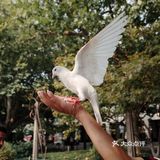 不可错过的西湖边动物打卡🕊