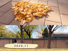 -三里屯东五街银杏大道