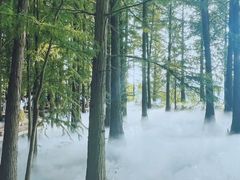 -东湖落雁景区