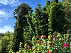 -墨尔本皇家植物园