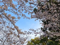 -上海共青森林公园