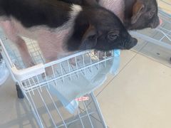 -怪兽屋·羊驼·猫咖·狗咖(俊华广场店)