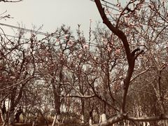 -桃花堤公园