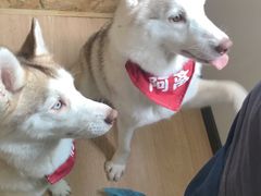 -Husky Go! 哈士奇体验馆·宠物咖啡厅狗咖