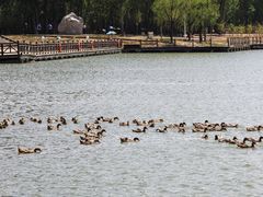 -野鸭湖国家湿地公园