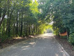 -上海海湾国家森林公园