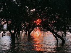 -宝安西湾红树林湿地公园