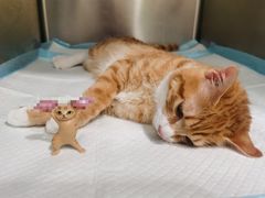 -艾吉宠物医院·疑难杂症转诊中心·猫友好(碧江路院)