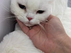 -爱洗澡的猫(望京店)